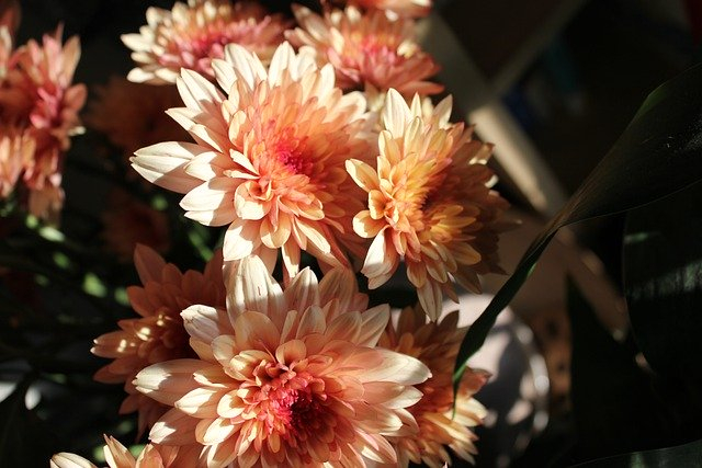 chrysanthemum-5431593_640