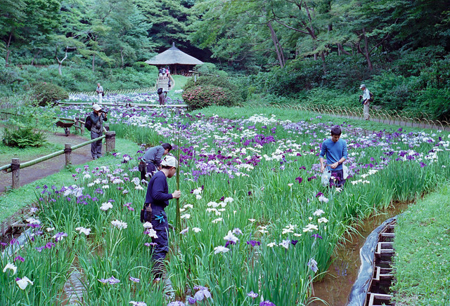 Iris-Meiji-shrine