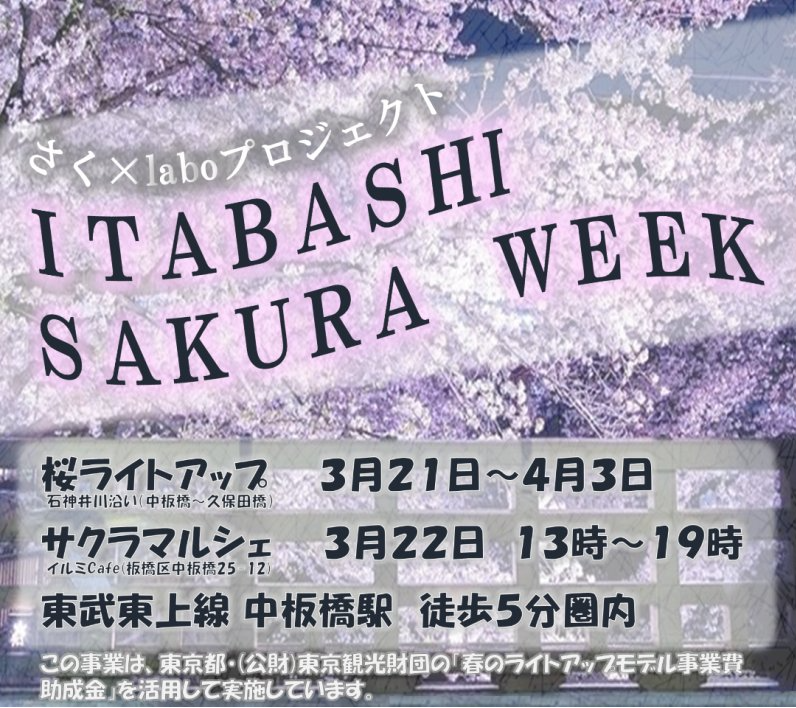 itabashi-sakura-week-25